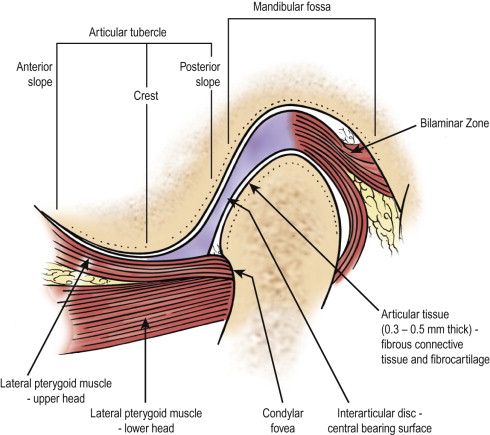 Side view of the TMJ joint showing the disc between the condyle and the skull, with the lateral pterygoid muscle toward the front.